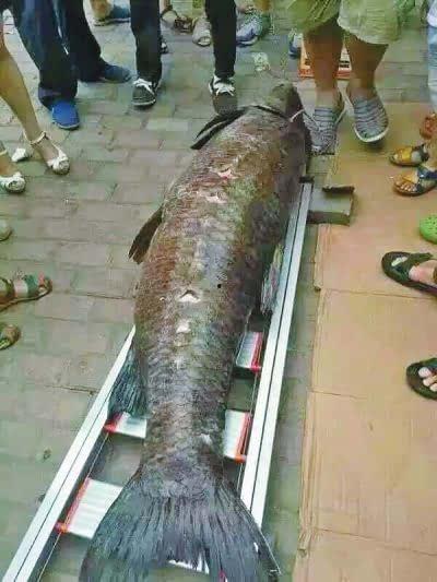 青鱼视频成人国产,青鱼视频成人内容解析