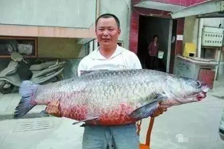 青鱼国产在线观看视频,探寻本土影视的魅力之旅