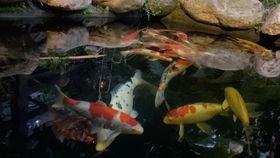 国产极品锦鲤视频在线看,在线观赏，尽享视觉盛宴